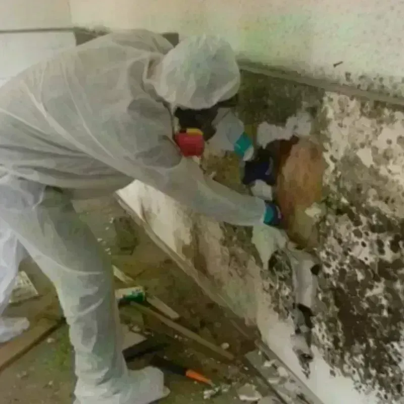 Mold Remediation and Removal in Sheffield, AL